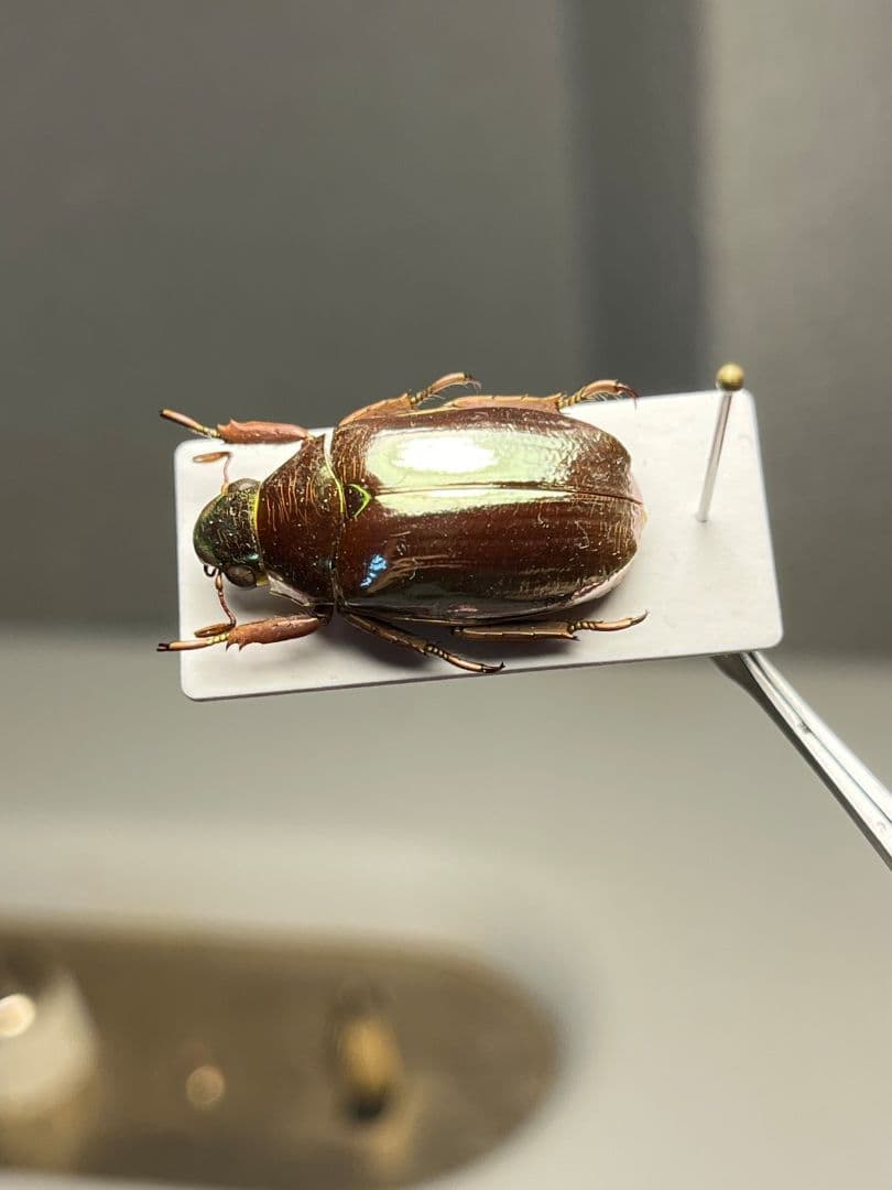 【23mm】オプティマプラチナコガネ 標本 頭が金！カナブン ウグイスコガネ