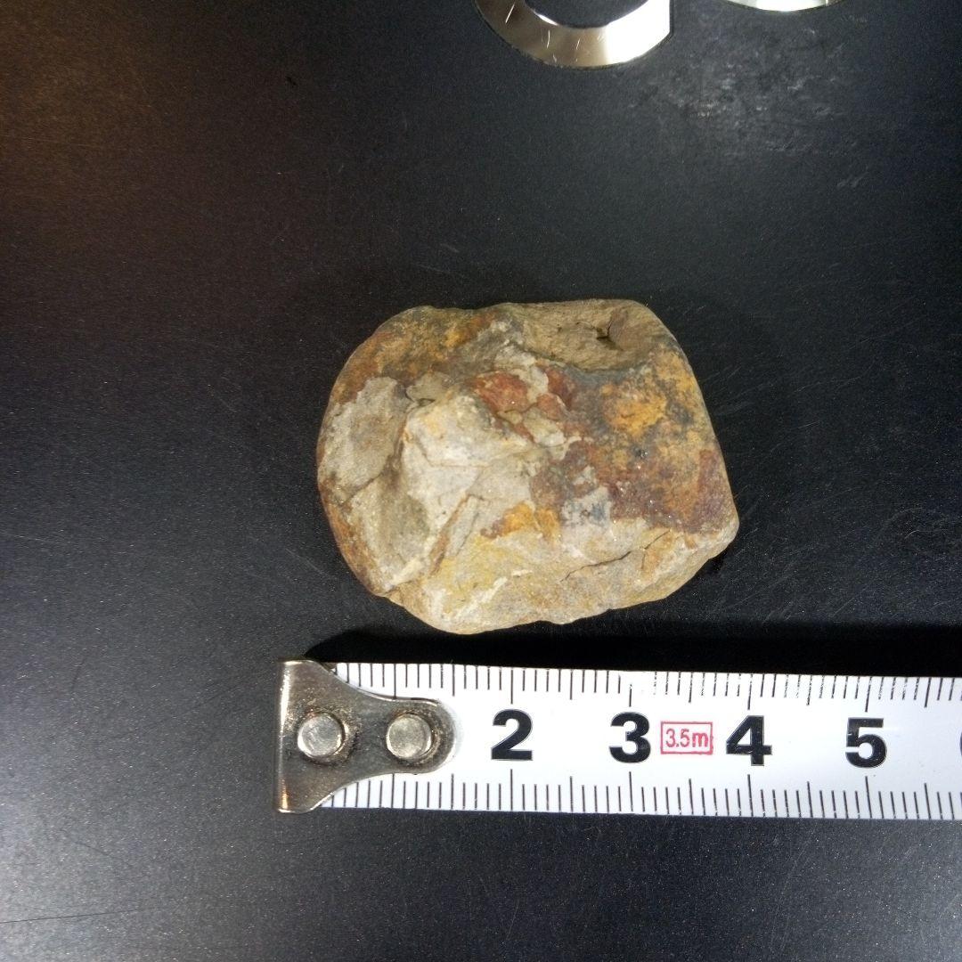 三葉虫　化石　fossil　ボリビア産　トライロバイト　三葉虫個体④