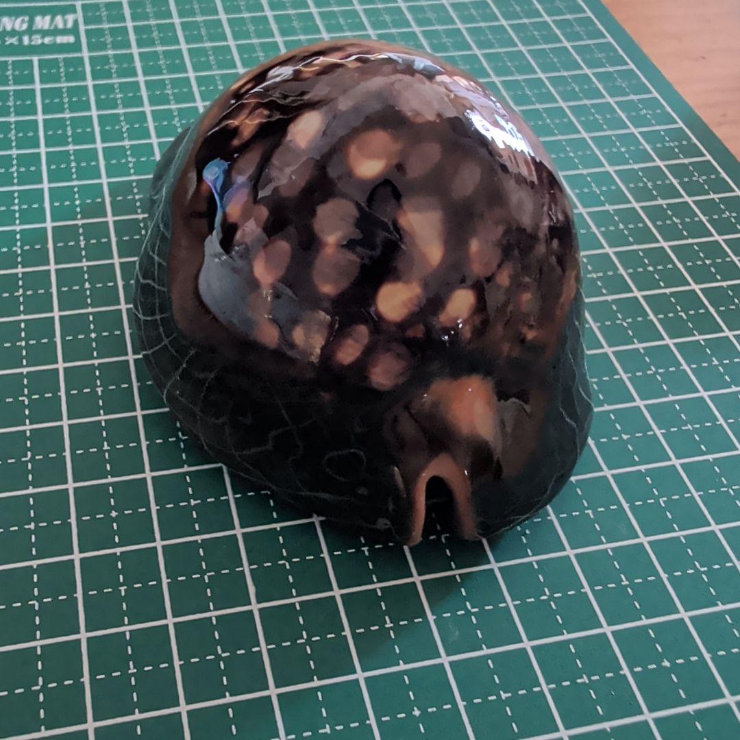 ハチジョウダカラ　４