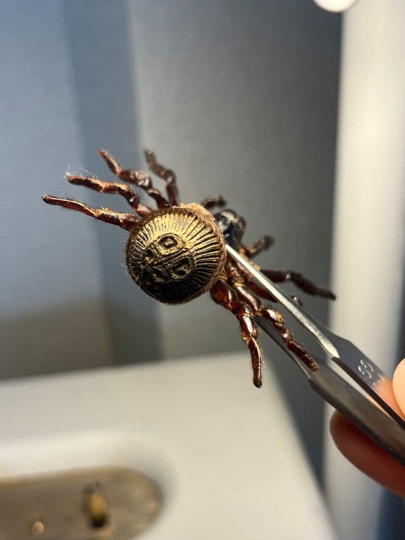 【BIG】シリキレグモ トラップドアスパイダー タランチュラ ムカデ 昆虫標本