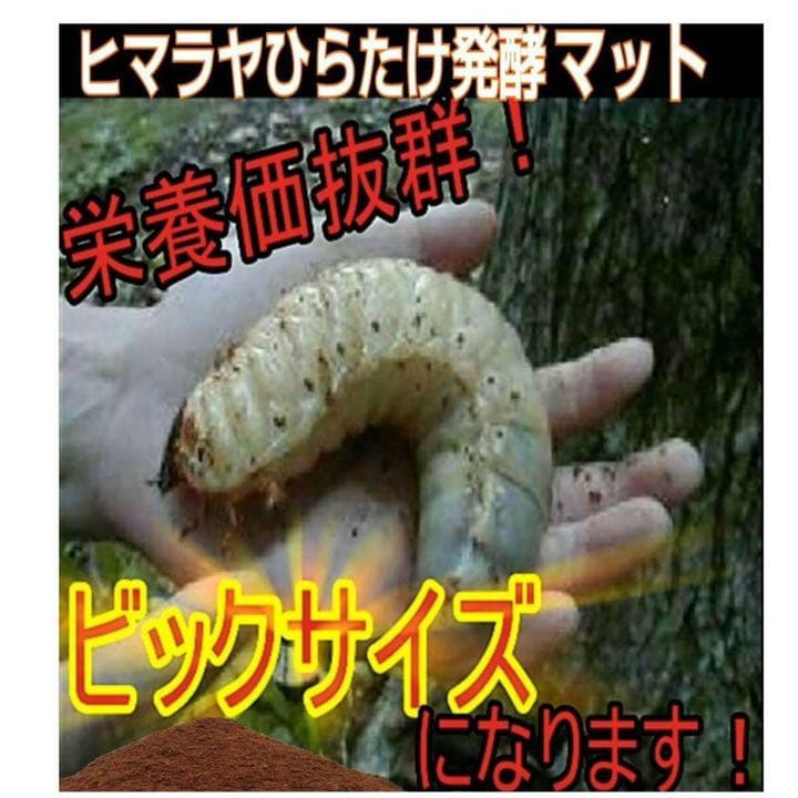カブトムシ幼虫の大量飼育に！たっぷり100リットル【10袋】高品質の発酵マット