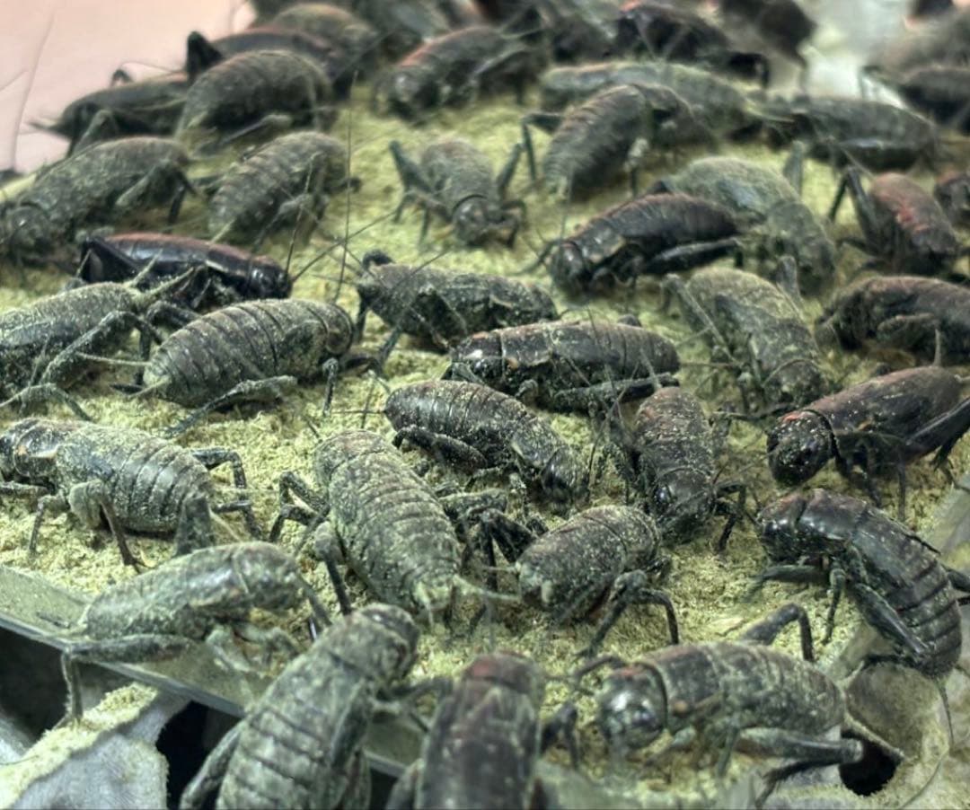 冷凍クロコL 約1000匹1kg 冷凍コオロギ