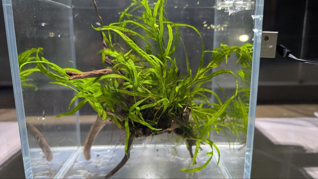 ミクロソリウムトライデント50葉以上とウィローモスが自然活着の2本組ブランチ流木