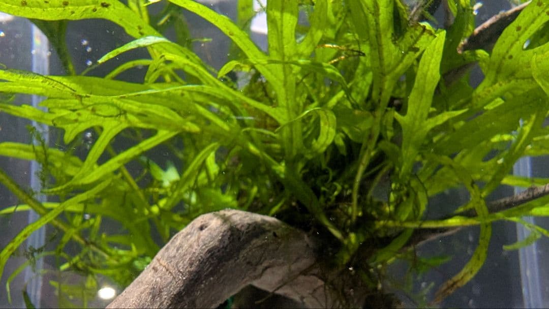 ミクロソリウムトライデント50葉以上とウィローモスが自然活着の2本組ブランチ流木