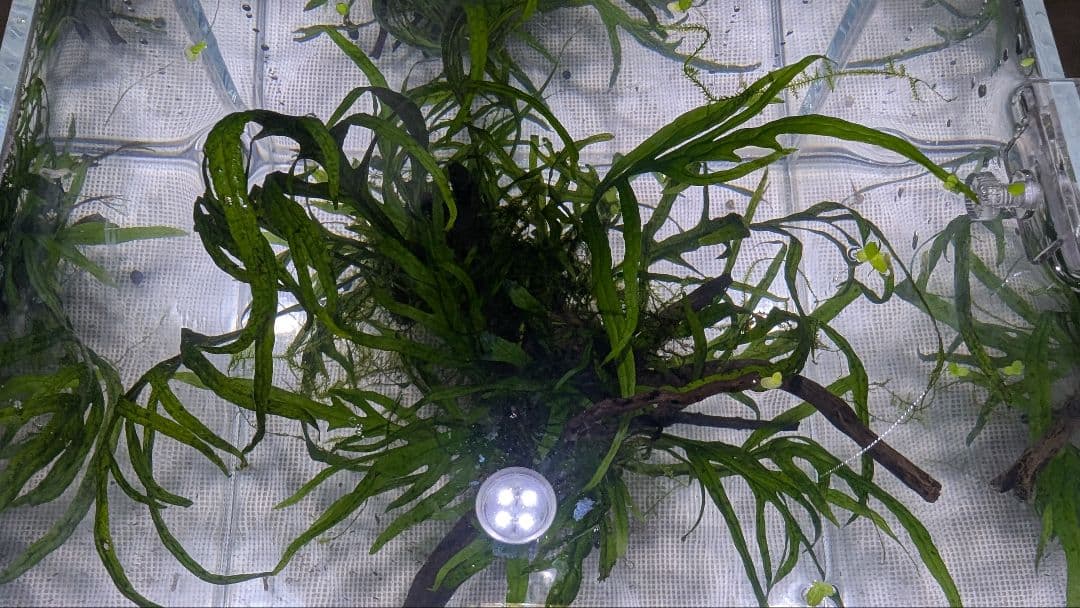 ミクロソリウムトライデント50葉以上とウィローモスが自然活着の2本組ブランチ流木