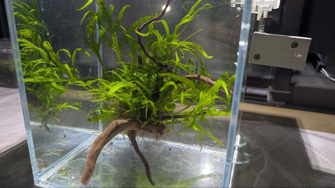 ミクロソリウムトライデント50葉以上とウィローモスが自然活着の2本組ブランチ流木