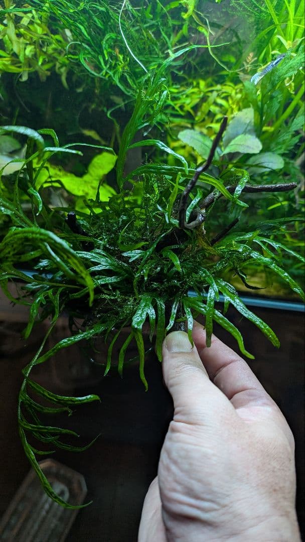 ミクロソリウムトライデント50葉以上とウィローモスが自然活着の2本組ブランチ流木