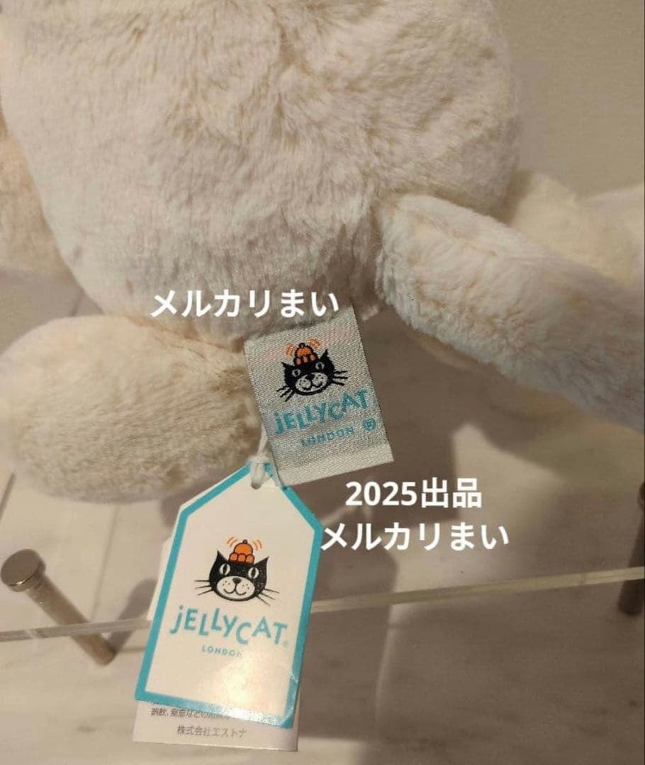  Medium Bashful Cream Kitten 白猫