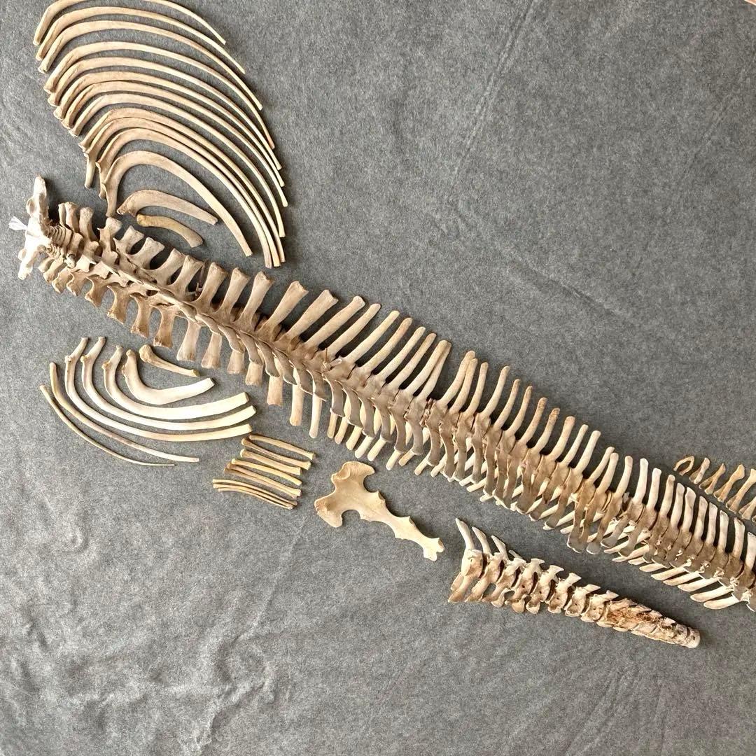 イルカの骨 骨格標本