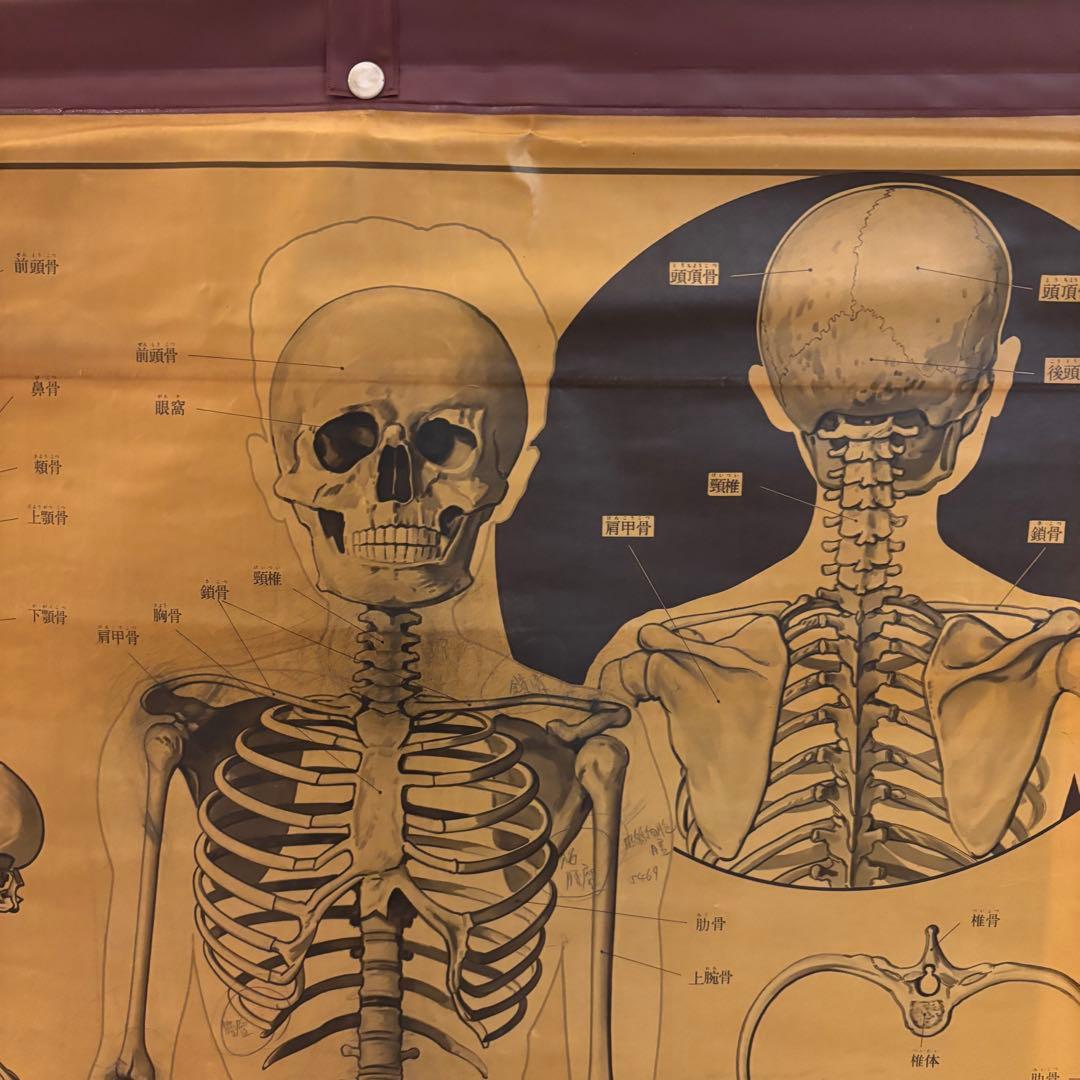 人体解剖図 白骨 人体模型 ヴィンテージ アート アンティーク