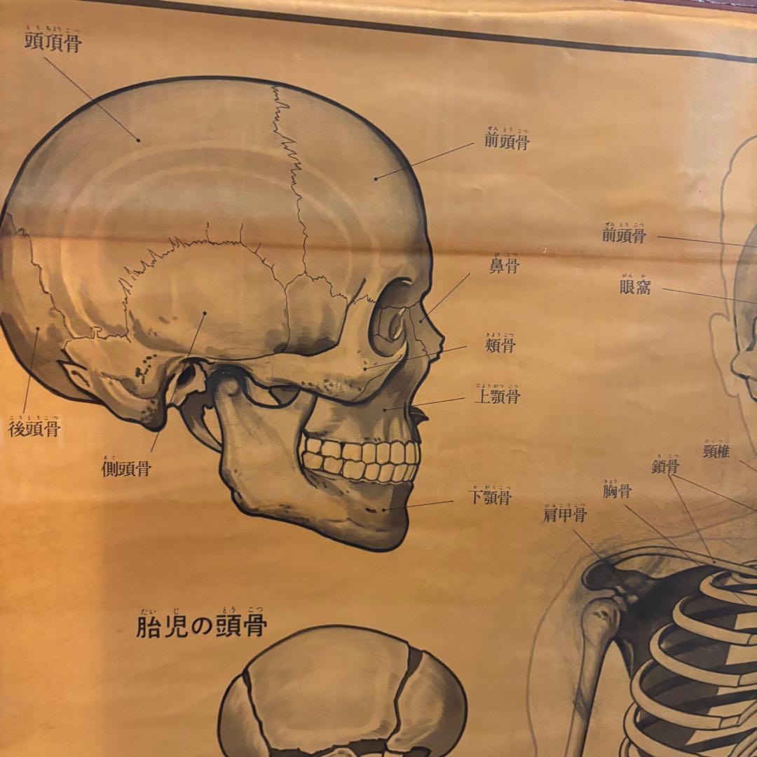 人体解剖図 白骨 人体模型 ヴィンテージ アート アンティーク