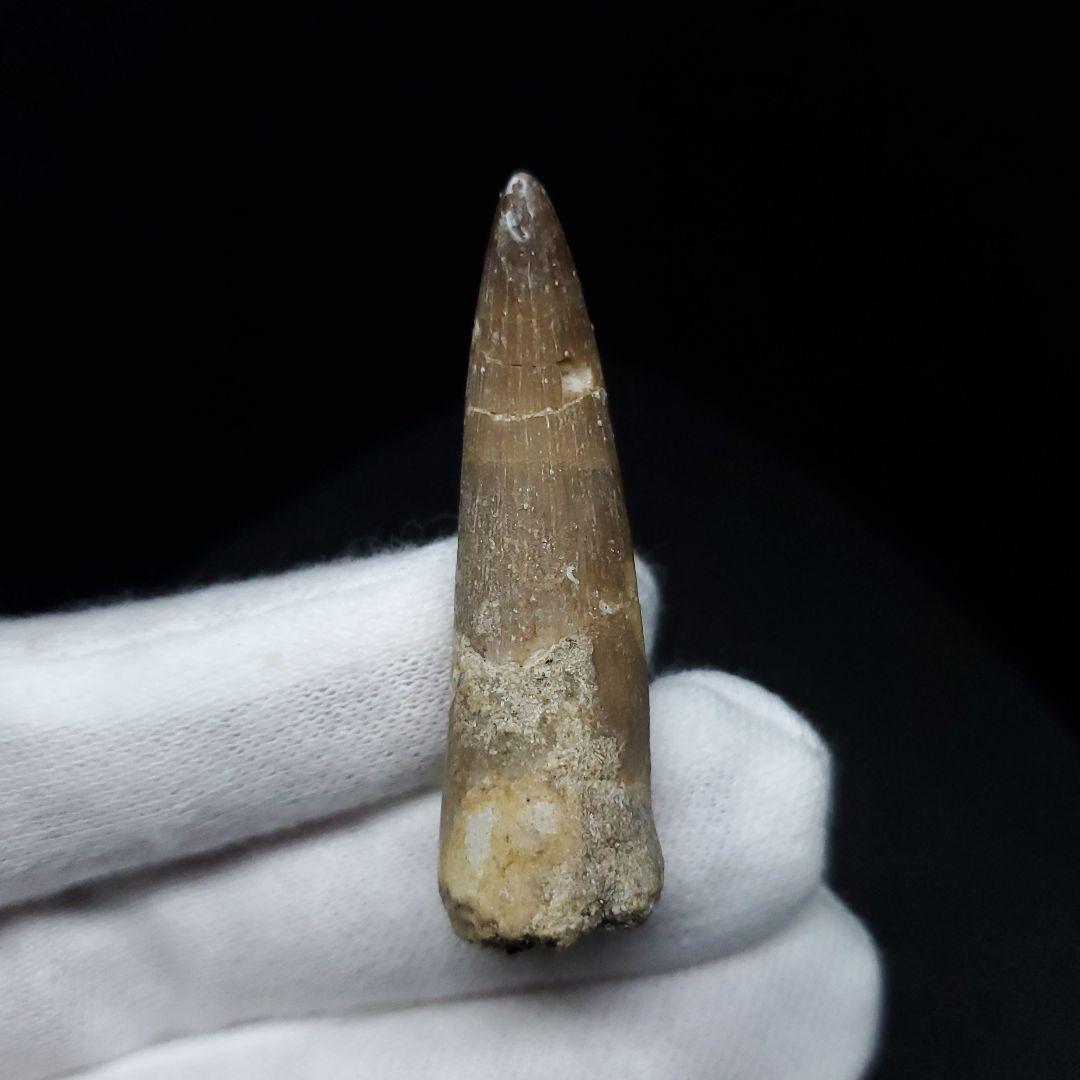 プレシオサウルス 化石 歯 本物 モロッコ産 41.20mm ケース付 pr88