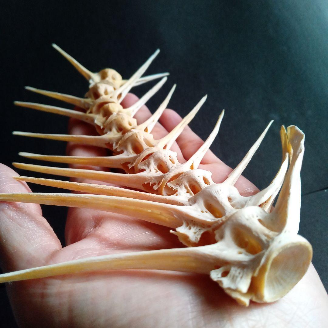 骨格　標本　魚類　ナポレオンフィッシュ　脊椎骨