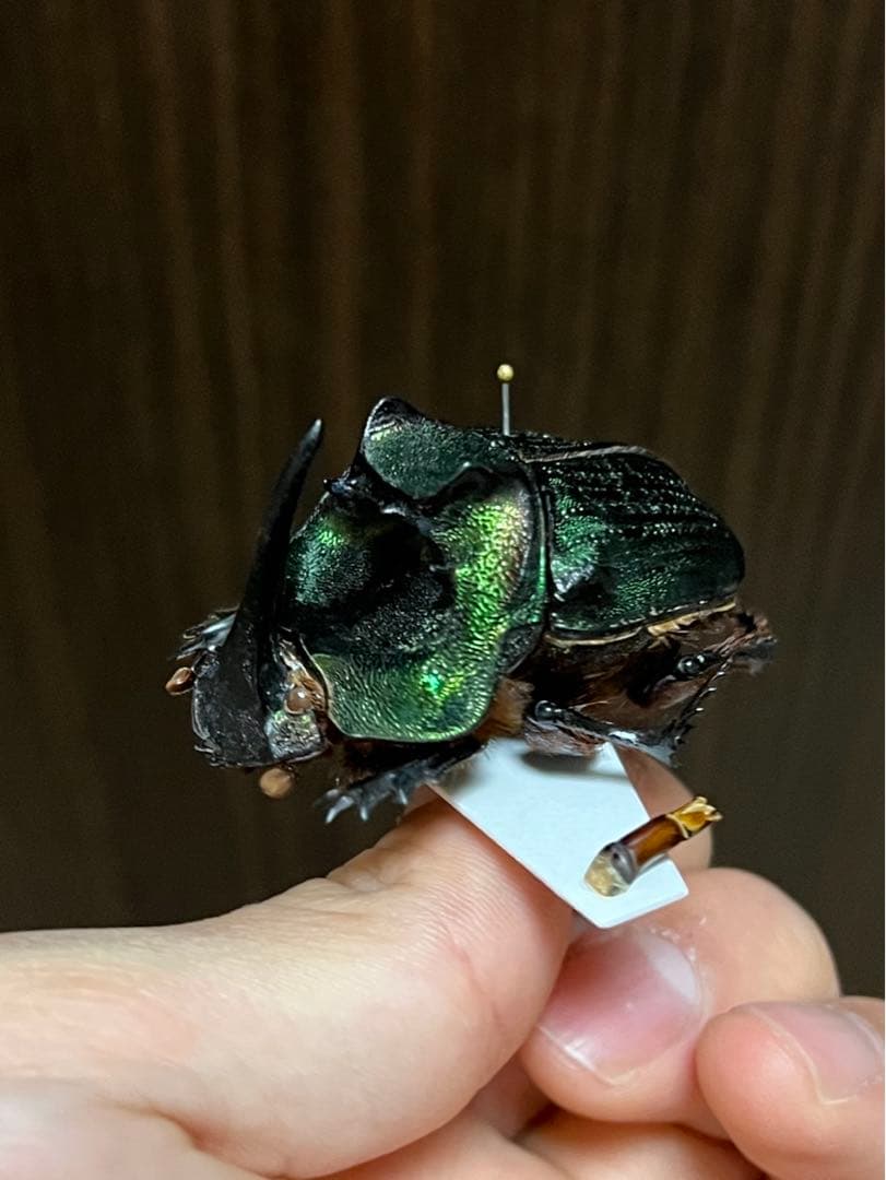 エンシフェルオオニジダイコク　昆虫標本