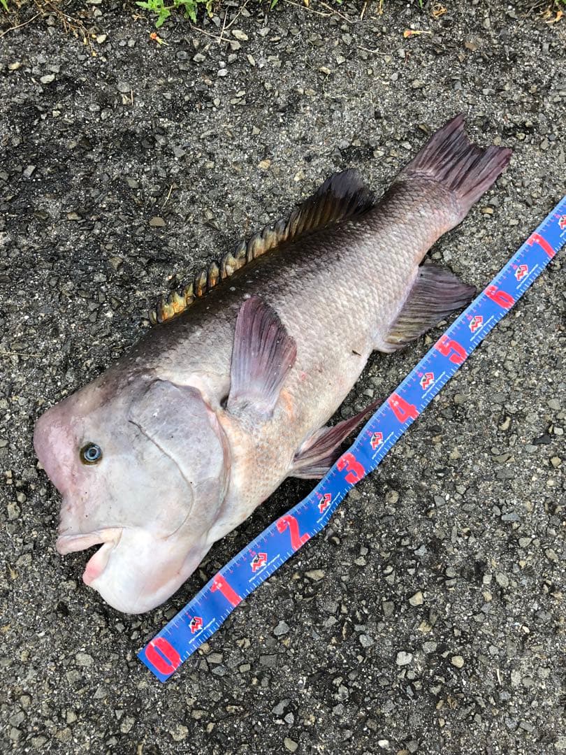 ダイワ　エアエボリューション　AIR EVOLUTION 0.8-5.3 磯竿