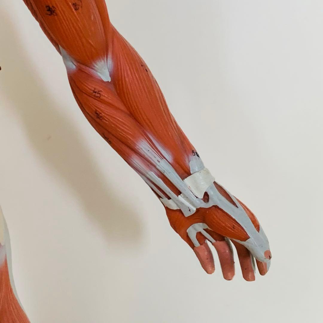 3B scientific 筋肉解剖 模型 1/4倍大・2分解モデル 人体模型