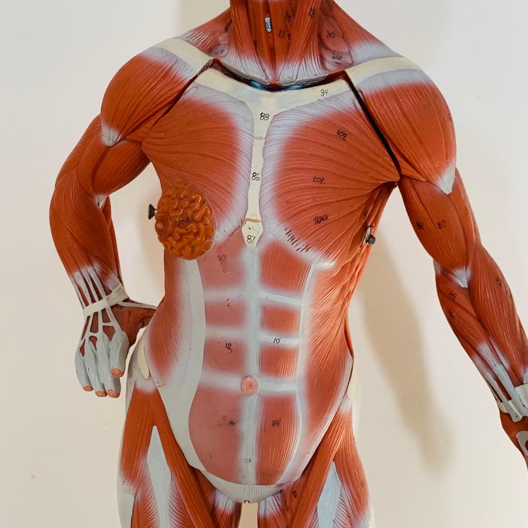 3B scientific 筋肉解剖 模型 1/4倍大・2分解モデル 人体模型