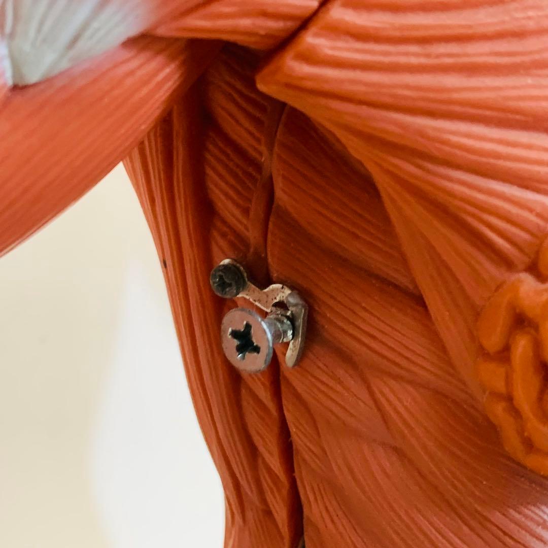 3B scientific 筋肉解剖 模型 1/4倍大・2分解モデル 人体模型