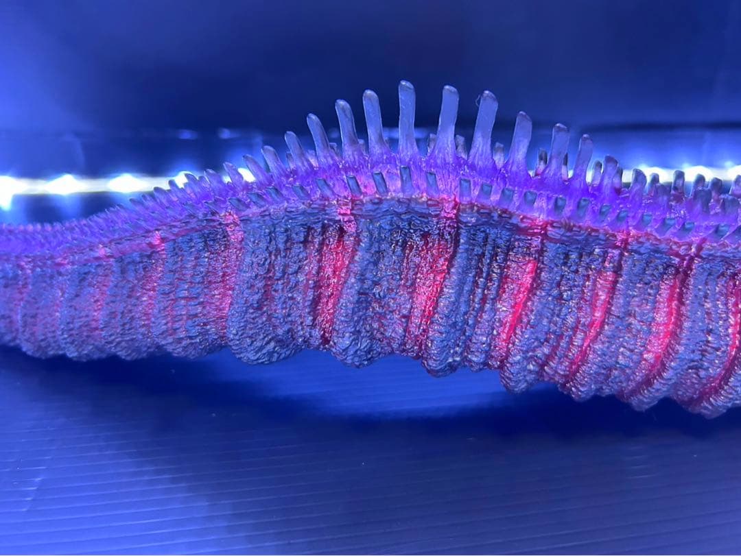 東宝30cmシリーズ　ゴジラ(2016) 少年リック限定版