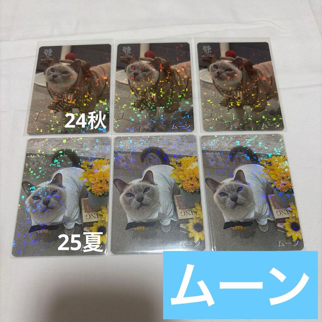 猫カフェ mocha 町田 にゃんずトレカ