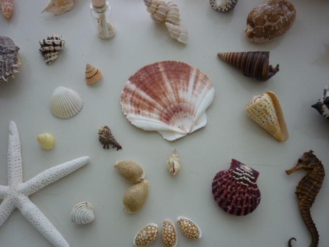 貝殻 化石 コレクション 自然インテリア まとめ売り