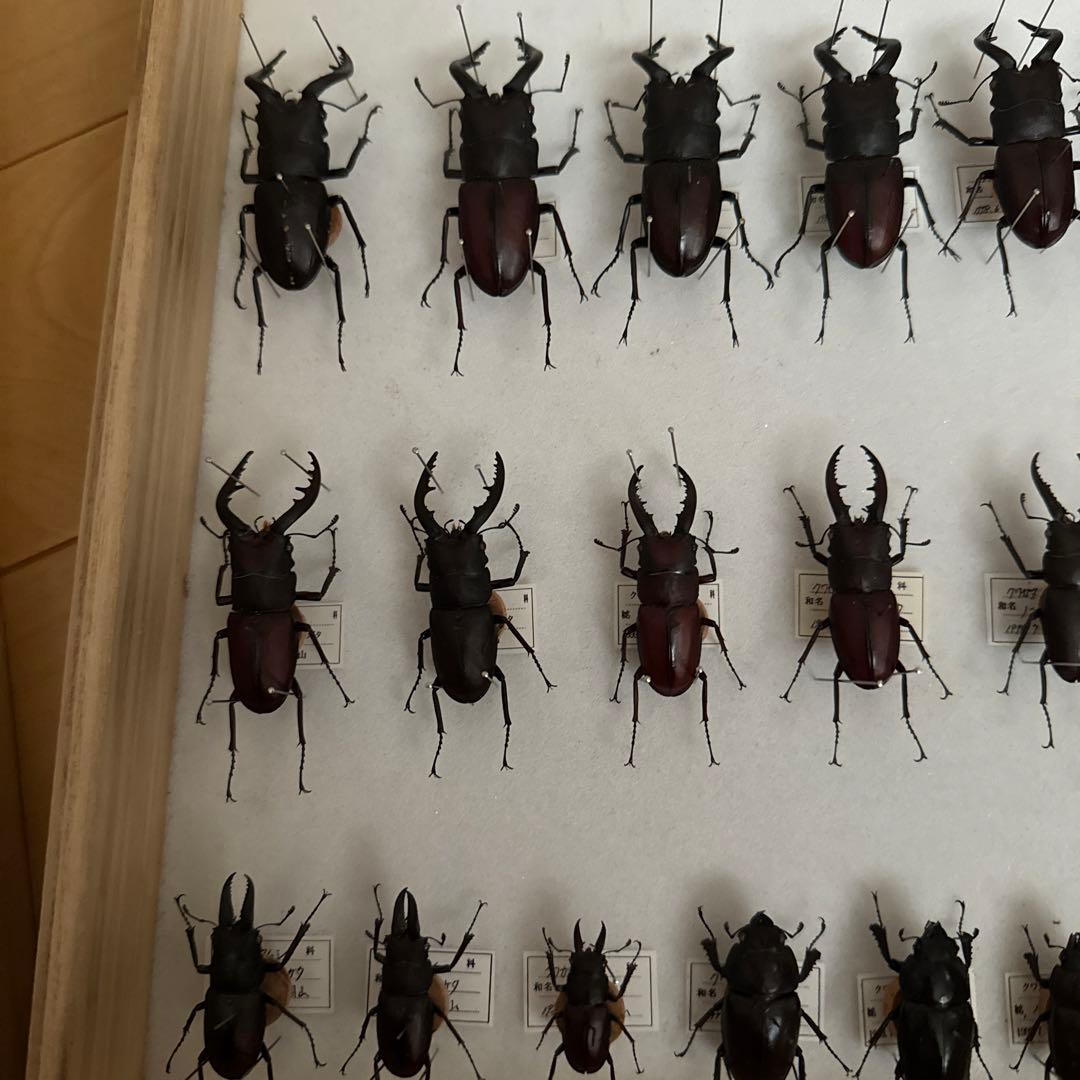 ノコギリクワガタ標本