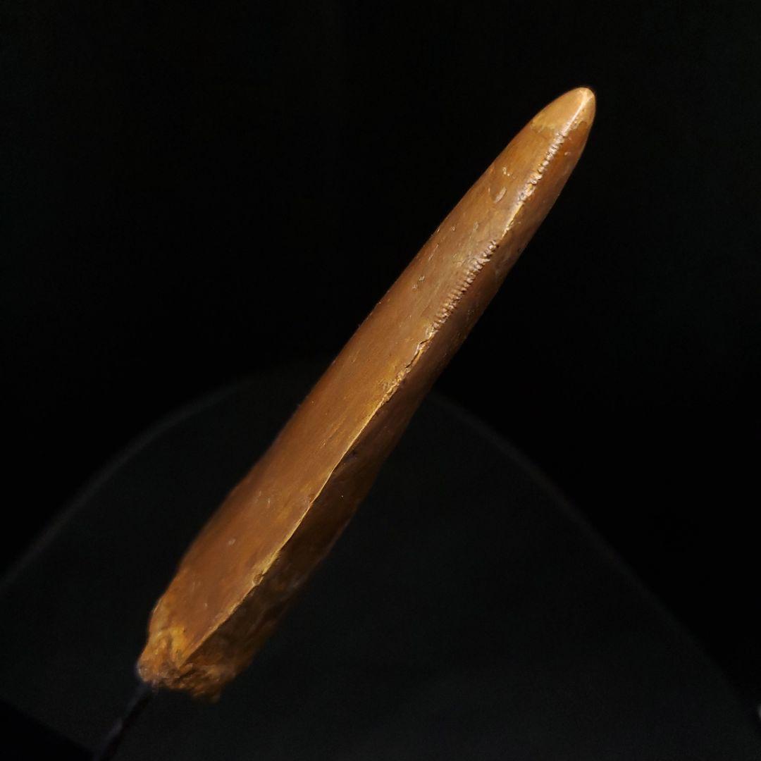 カルカロドントサウルス 歯 化石 本物 モロッコ産 99.24mm fr92