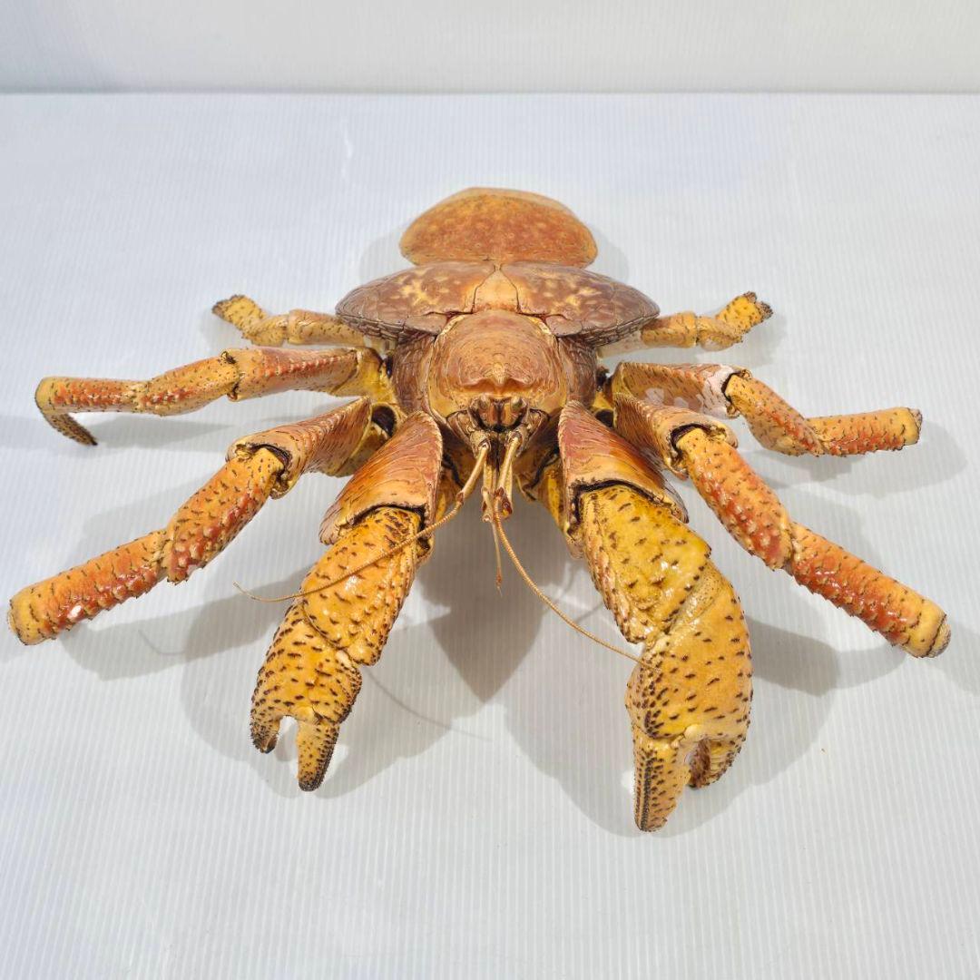 ヤシガニ 剥製 標本 現地土産品 沖縄 当時物