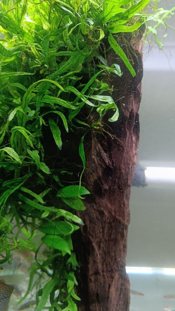 ミクロソリウム　サラワクカピットウエスト　流木1本