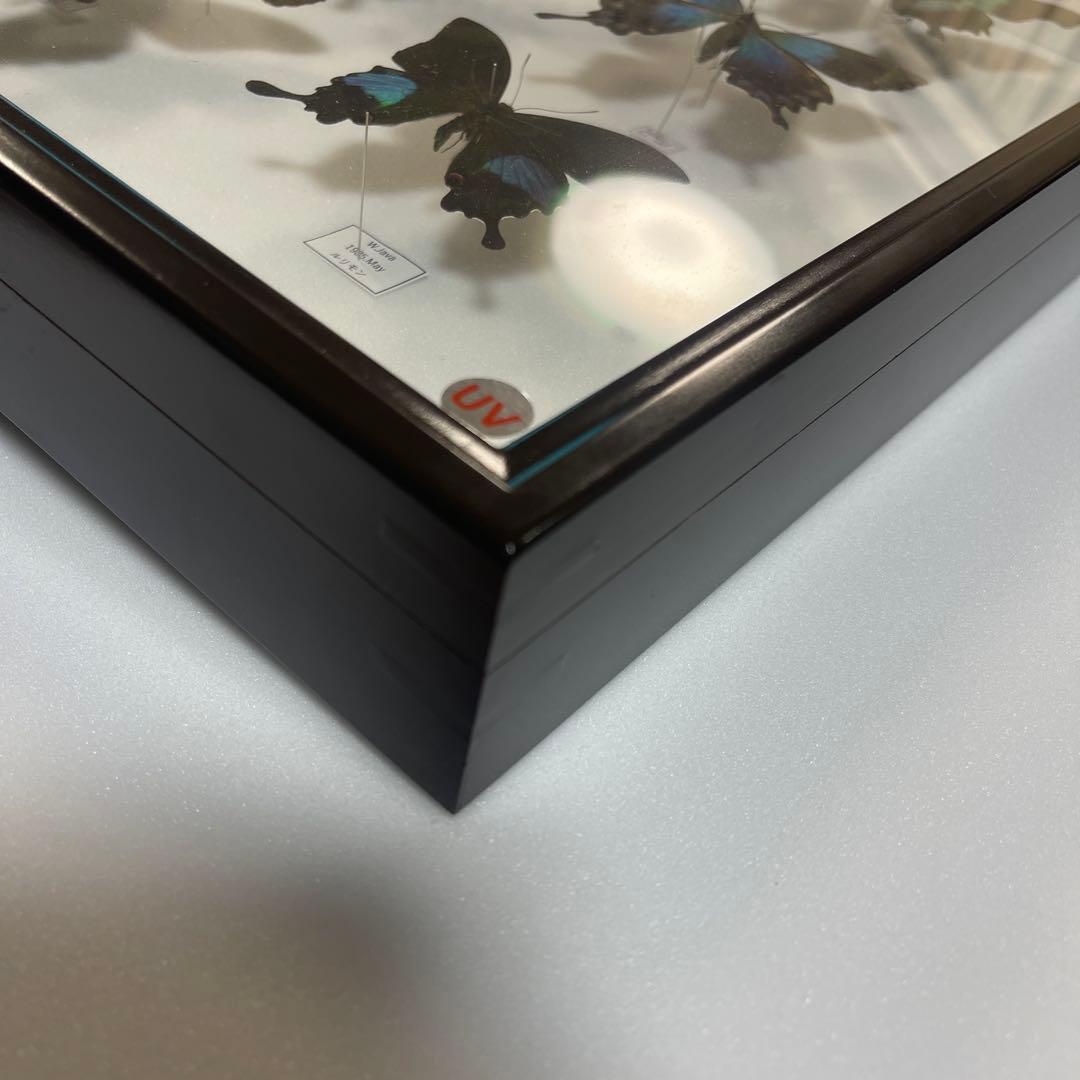 青と黒色のコントラストが美しいアゲハ蝶ドイツ箱入り標本