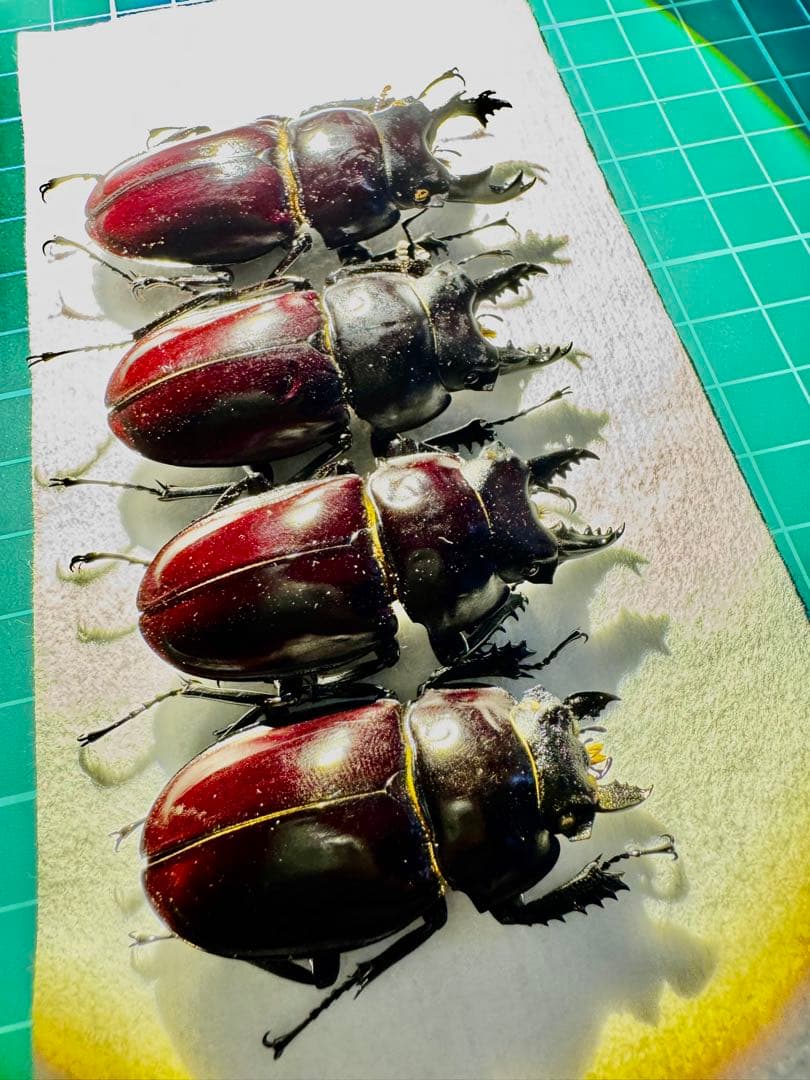 ヤエヤママルバネクワガタ 規制前標本