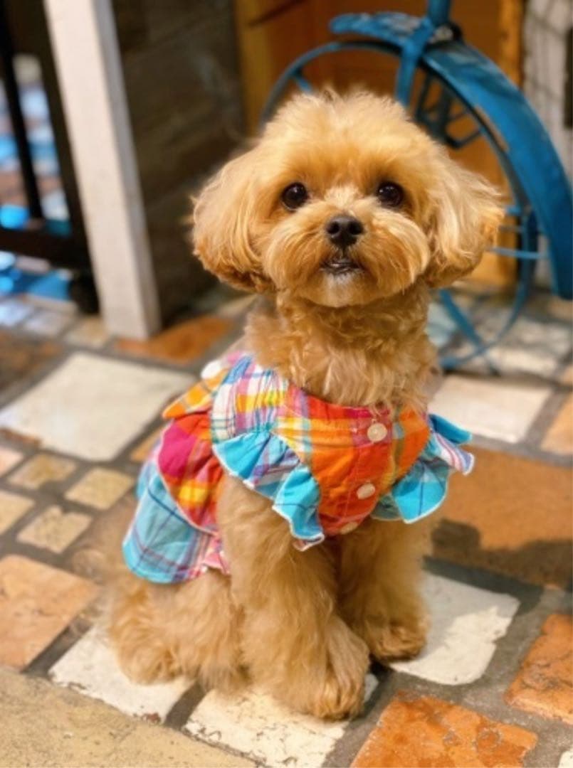 アズノウアズデワンasknowasdewan♡マドラスサマーバケーションset品