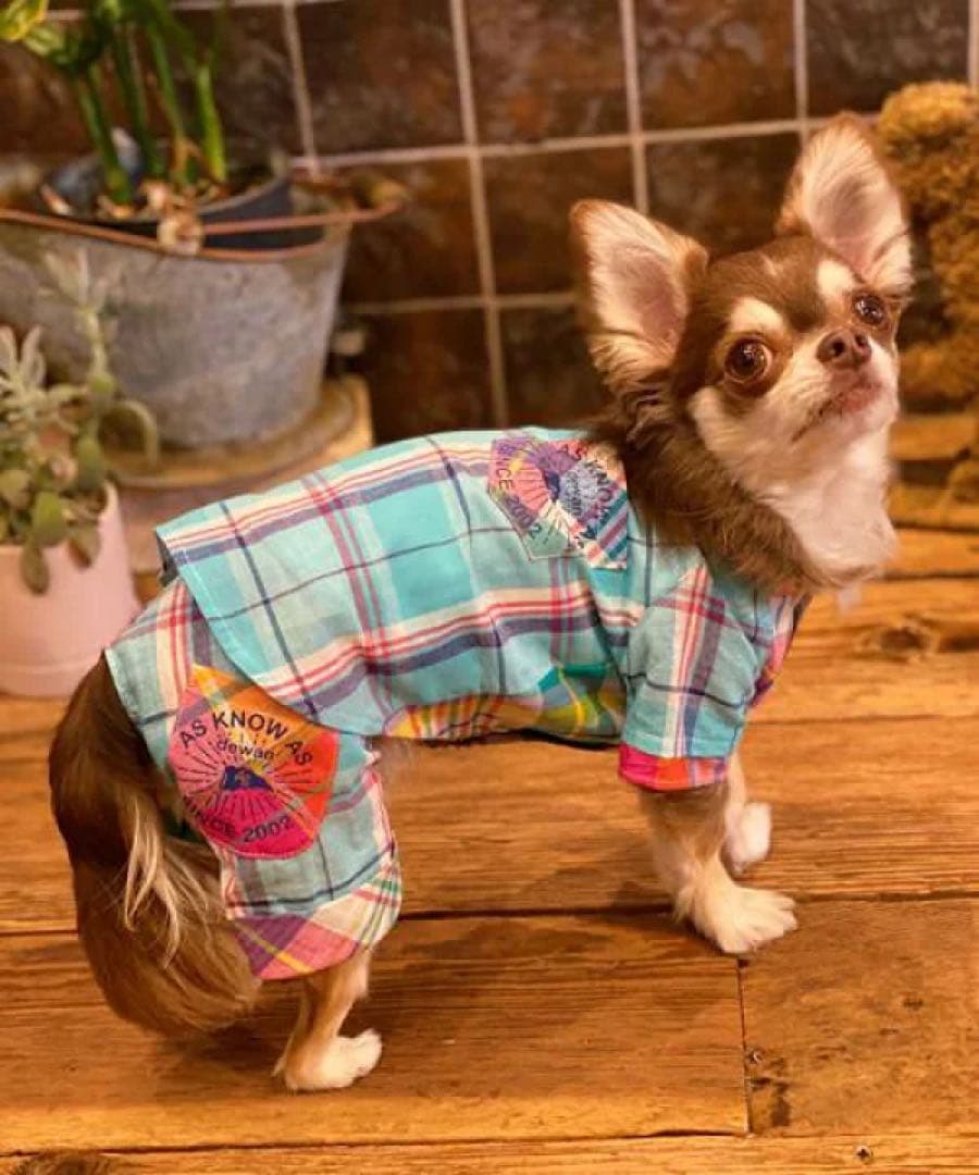 アズノウアズデワンasknowasdewan♡マドラスサマーバケーションset品