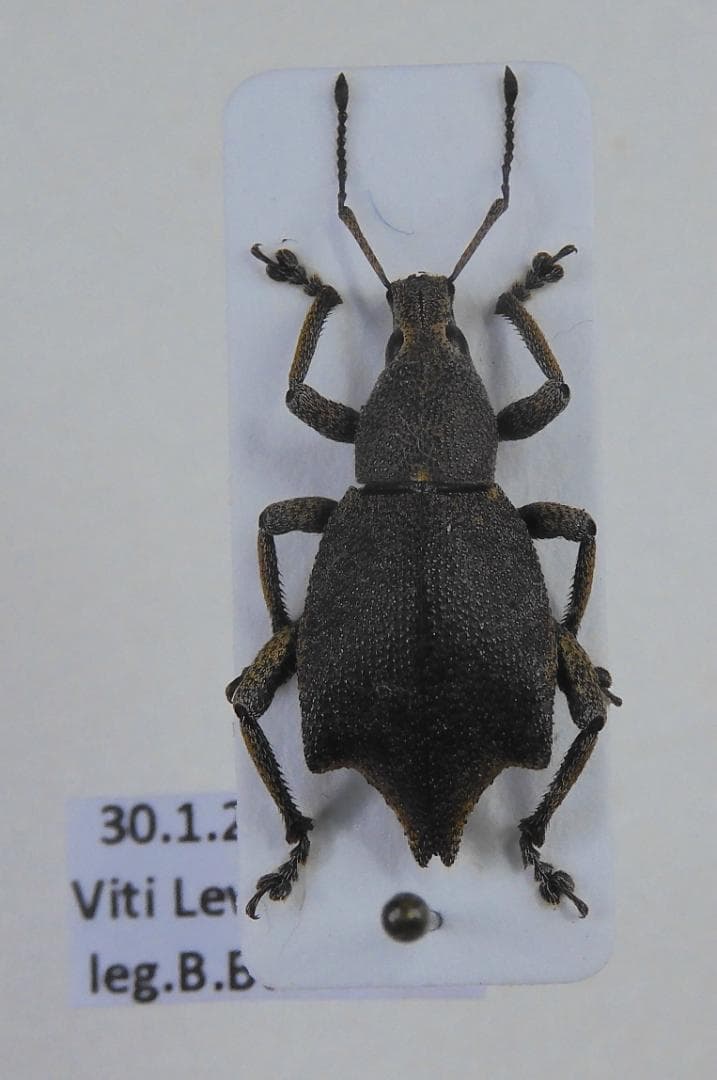 フィジー産　ゾウムシ　16mm