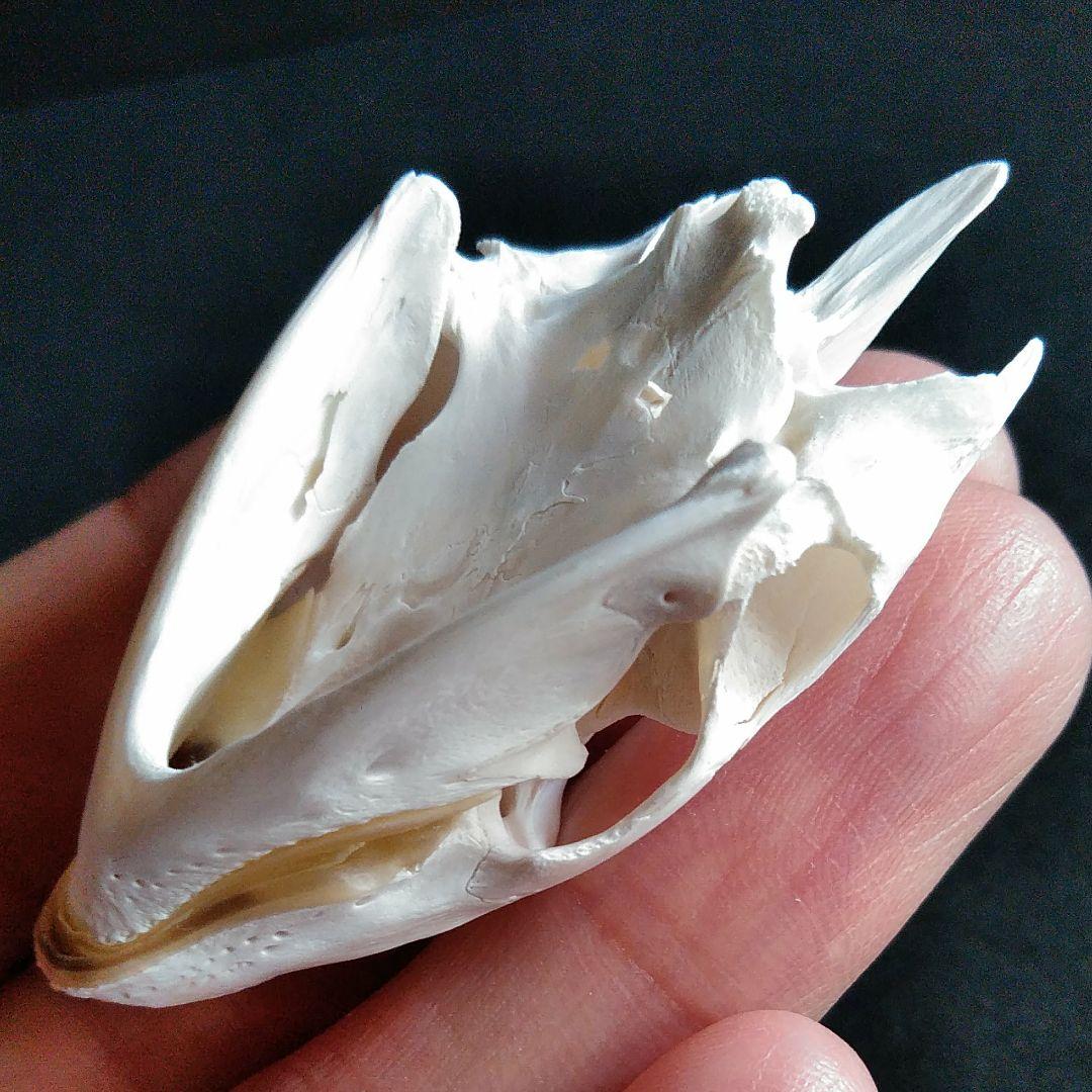 頭骨　骨格　標本　カメ　スッポン　55mm