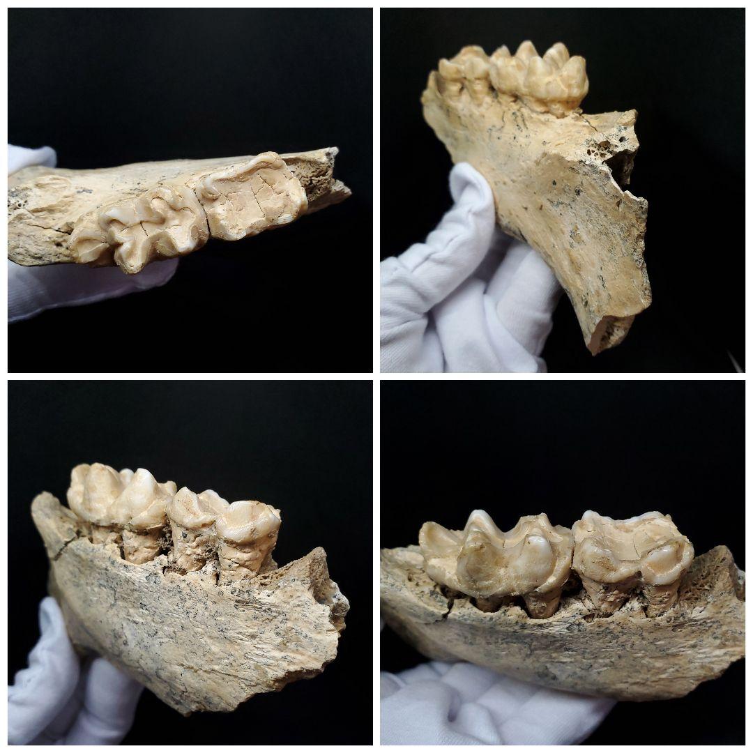 博物館級 キプロスドワーフカバ 化石 顎 本物 キプロス共和国 fr53