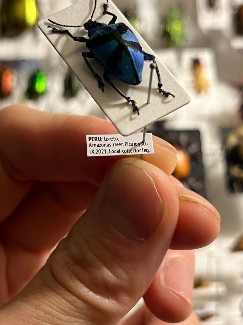 【16mm】メタリックブルーゾウムシ ペルー産 昆虫標本タマムシホウセキゾウムシ