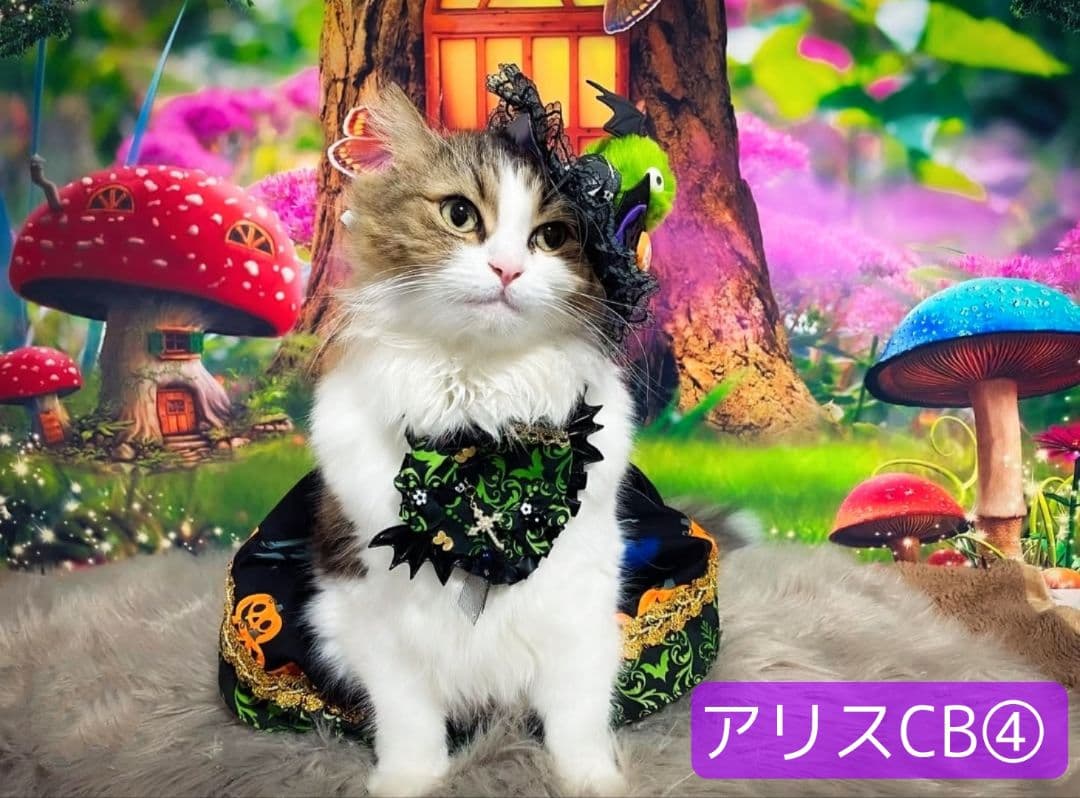 業務用フェルトトリミングチョーカー+背景布　ハロウィン　クリスマス　撮影用ブース