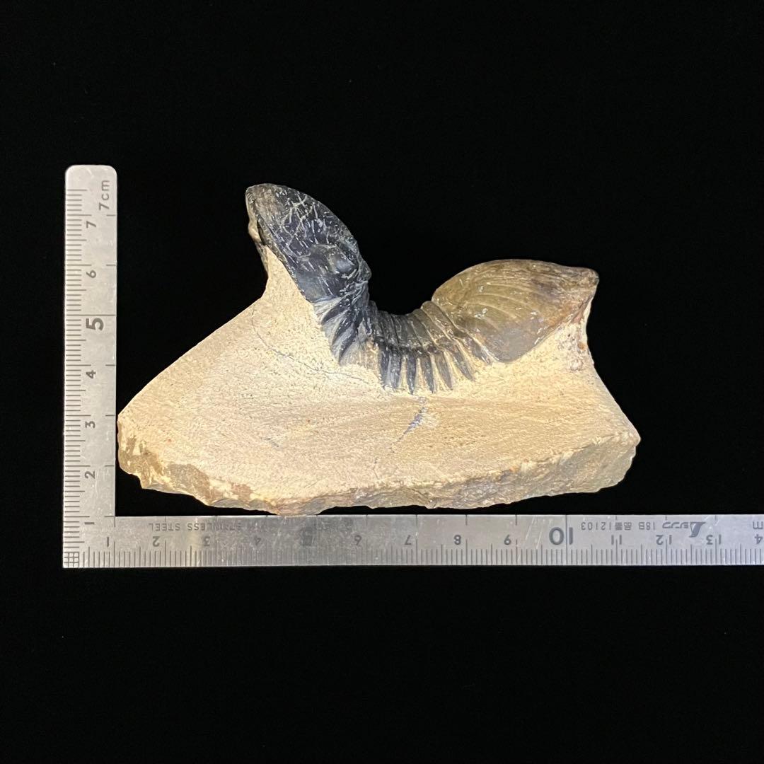 Paralejurus　三葉虫　化石　モロッコ 産