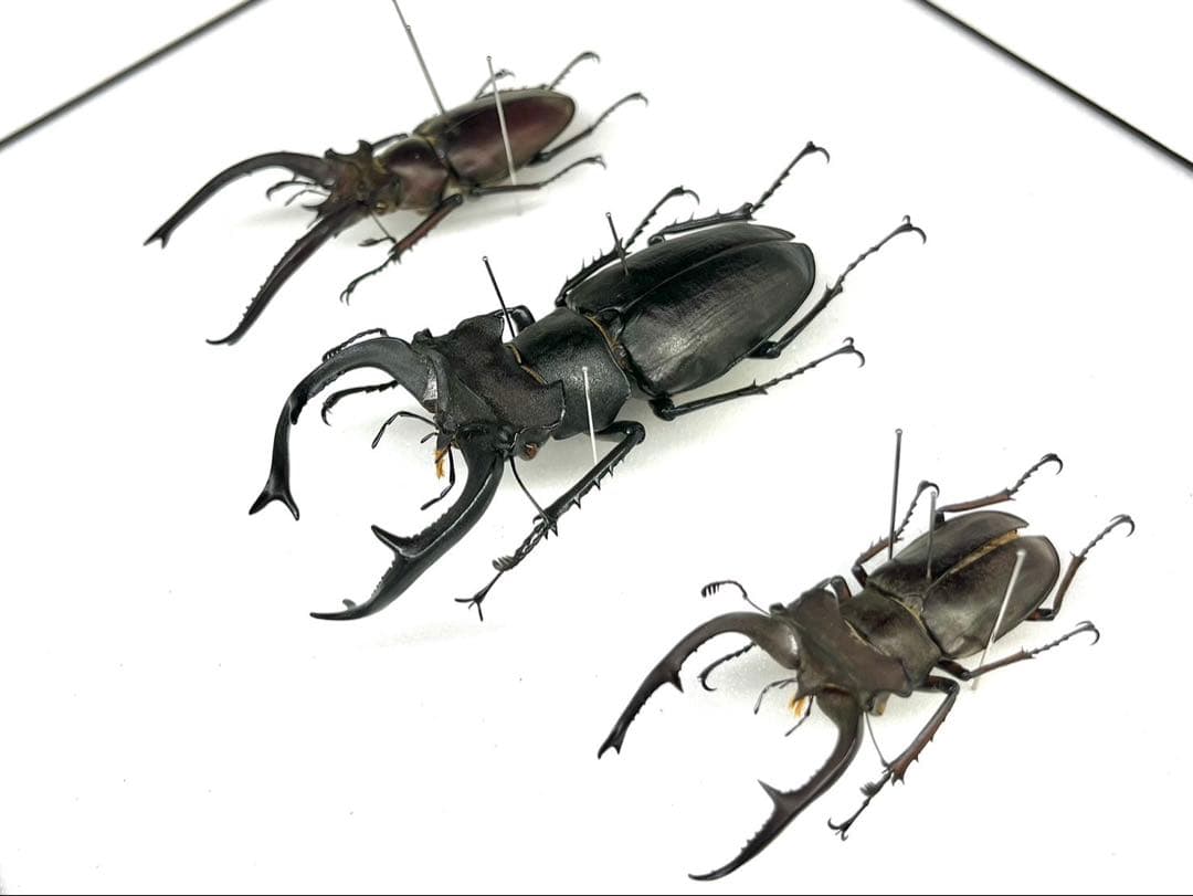 ユダイクス、プラネット、クラーツ　ミヤマクワガタ3種　標本