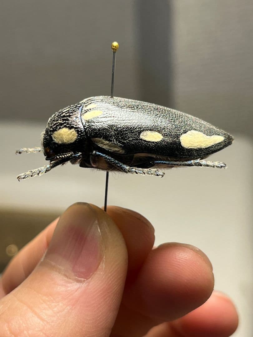 【34mm】タテオビフトタマムシ giant jewel beetle 昆虫標本