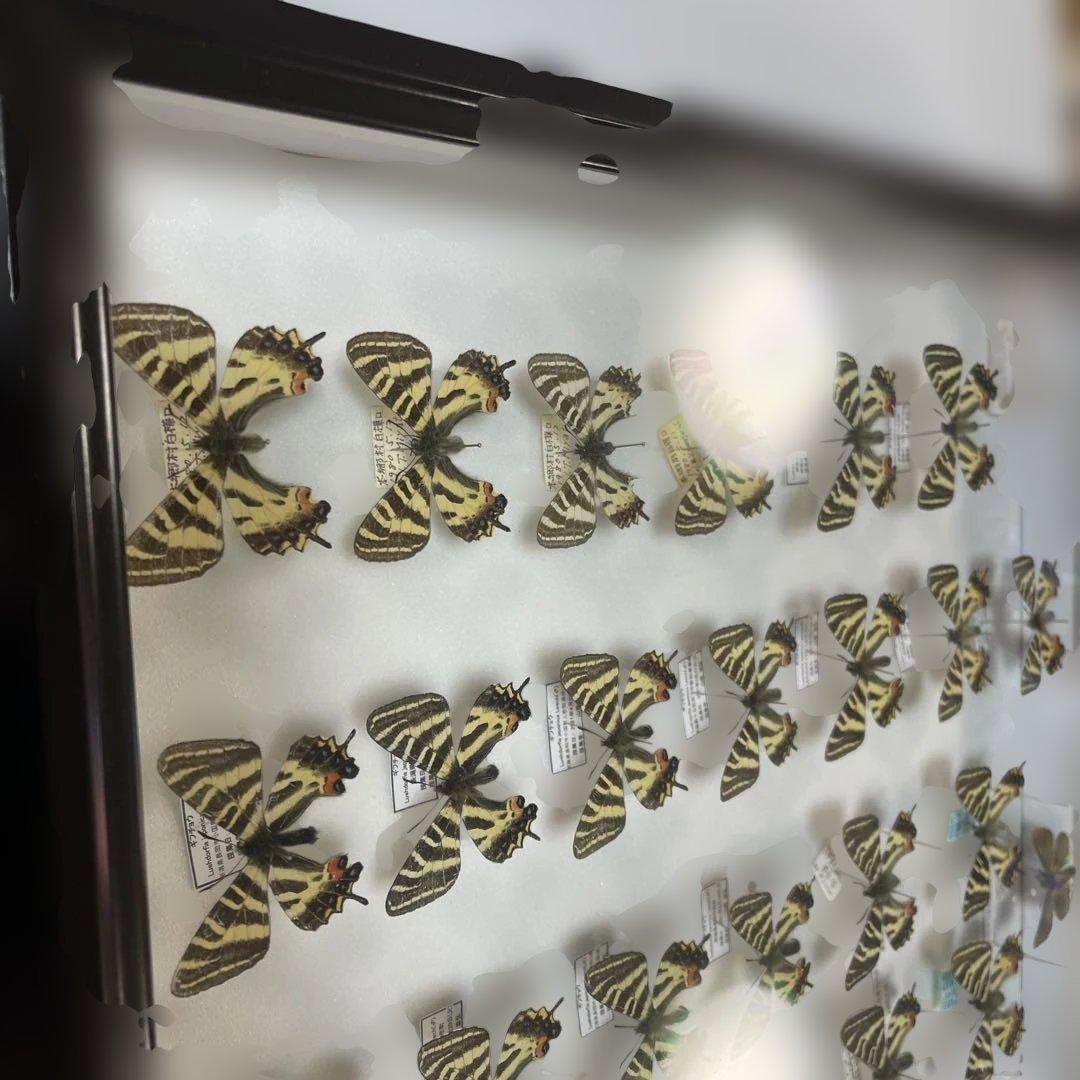 ギフチョウ　ドイツ箱入り