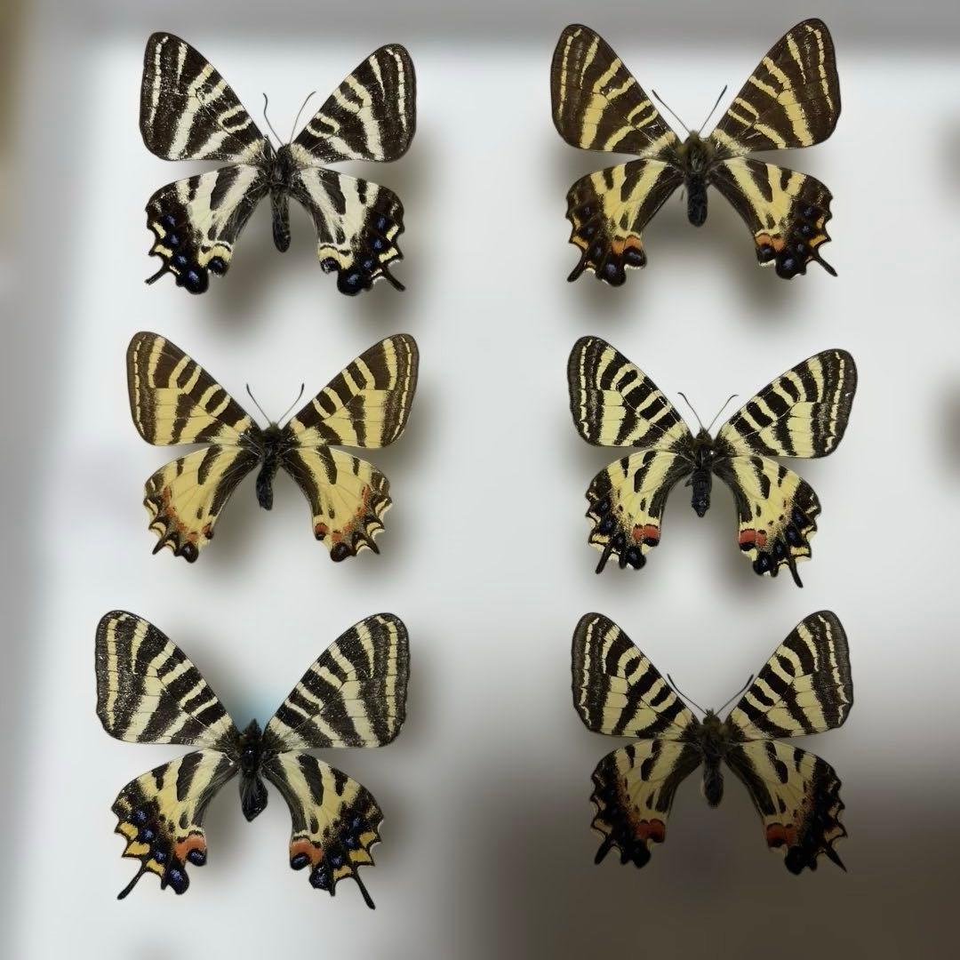 ギフチョウ　ドイツ箱入り