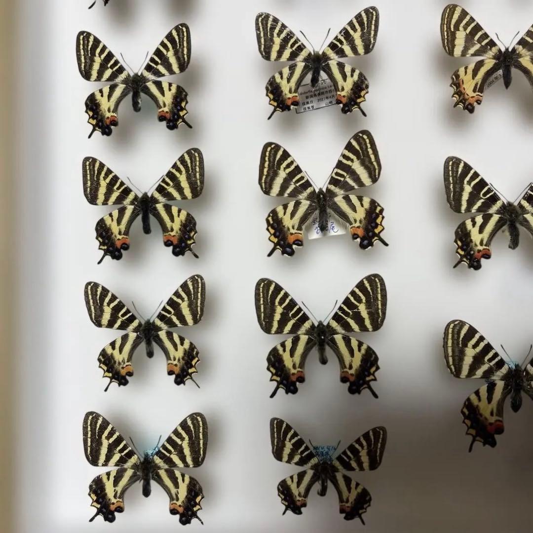 ギフチョウ　ドイツ箱入り