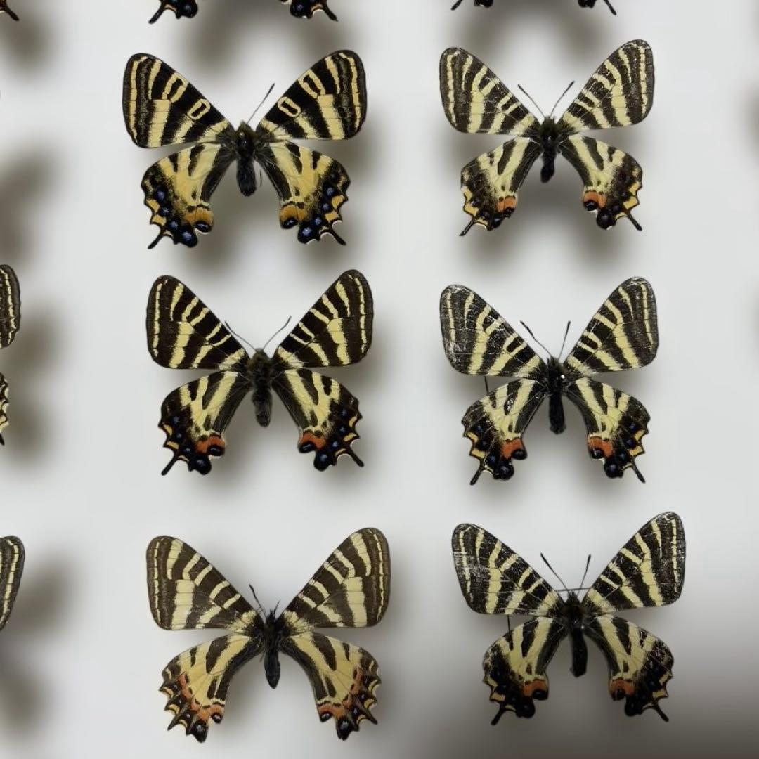 ギフチョウ　ドイツ箱入り