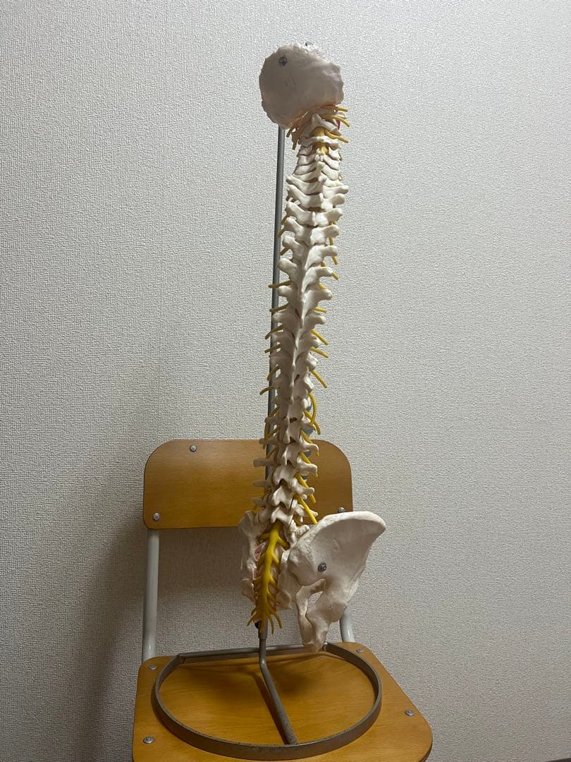 脊椎模型 骨盤付き 約60cm