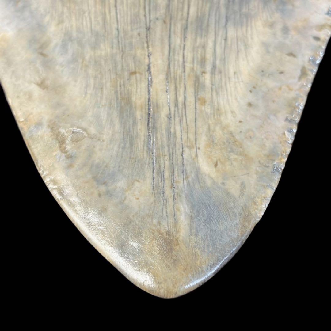 メガロドン　歯　化石　サウスカロライナ産　特大　最大