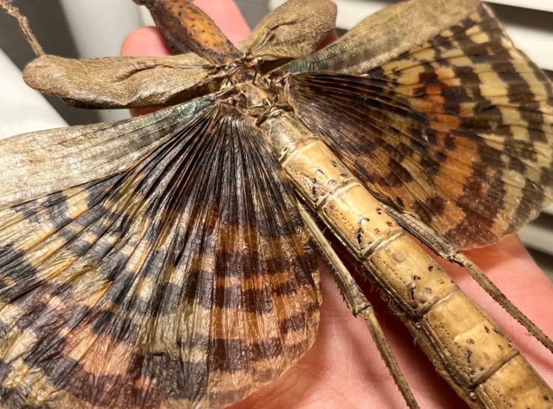 【200mm】ギガスオオトビナナフシの昆虫標本 コノハムシカマキリマンテ