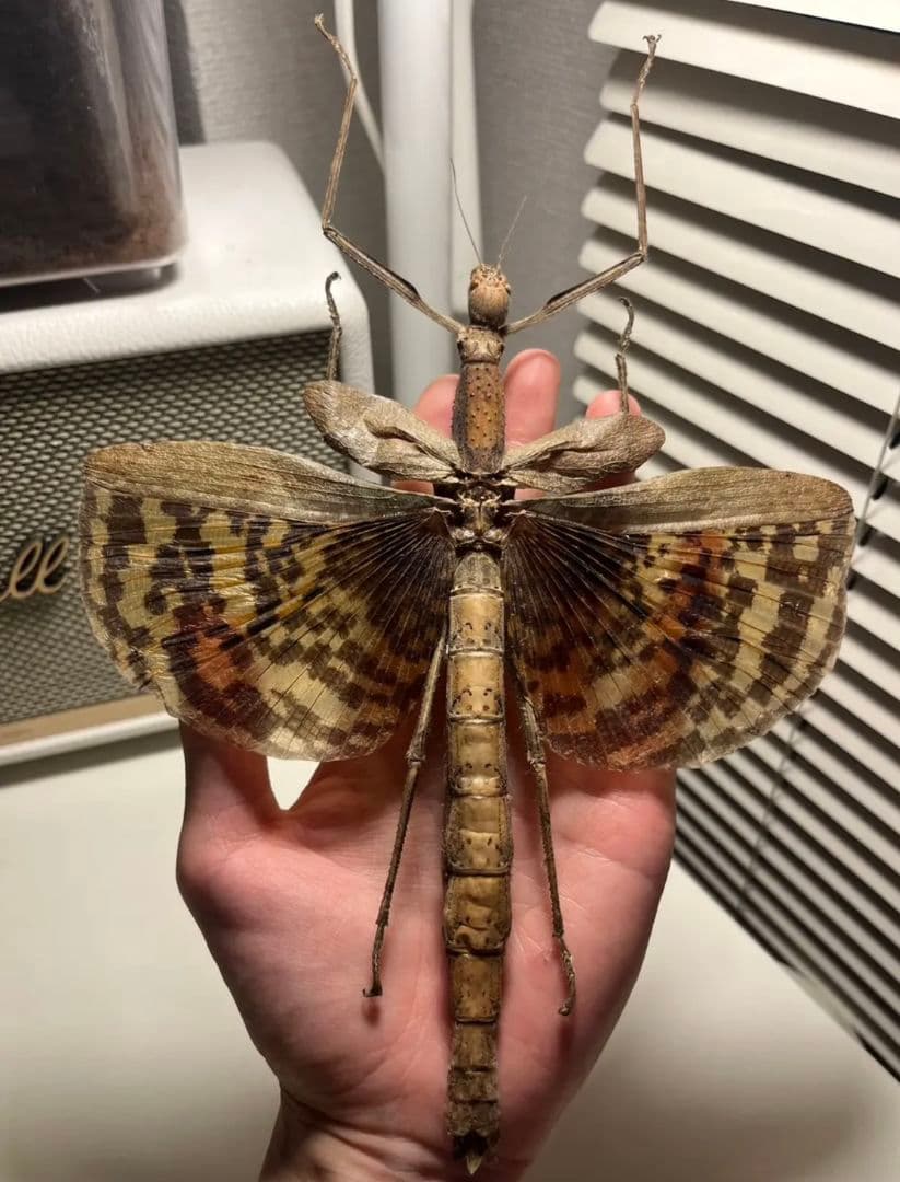 【200mm】ギガスオオトビナナフシの昆虫標本 コノハムシカマキリマンテ