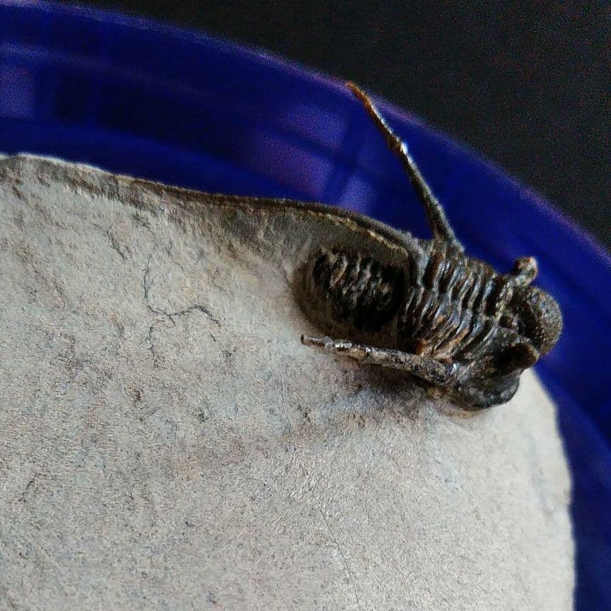 化石　骨格　標本　三葉虫　キファスピス　30mm